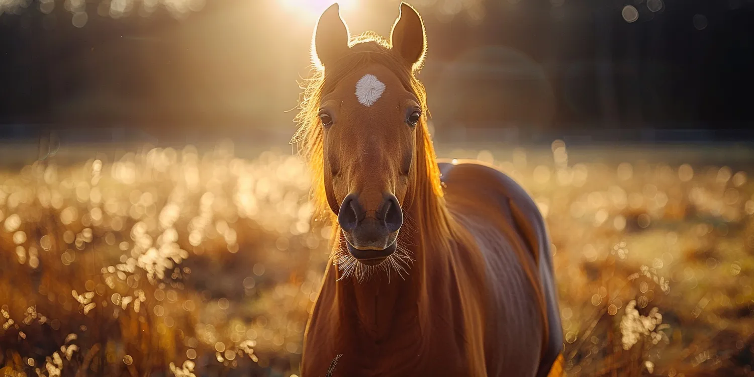 Gdzie pochować zwierzę?