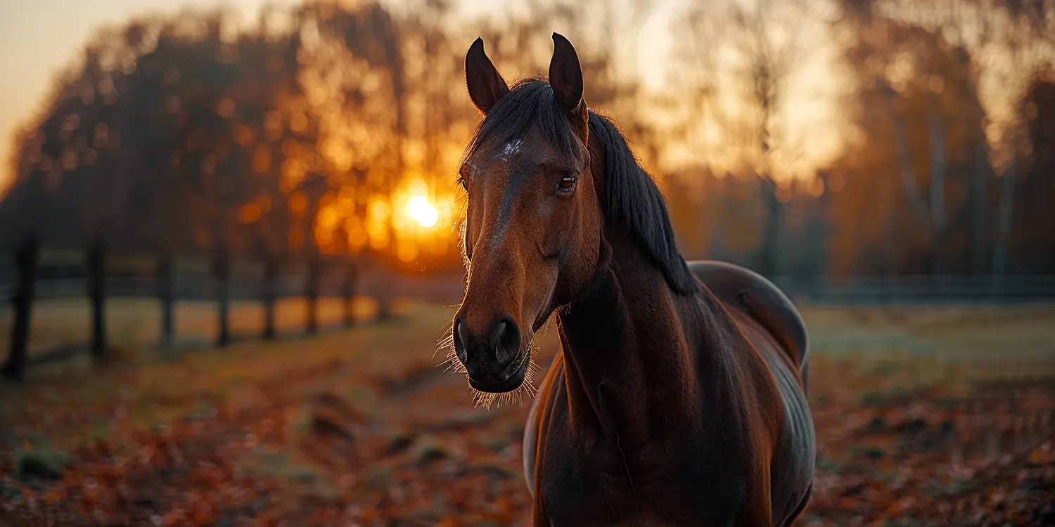 Krematorium dla zwierząt - ostatni przystanek w życiu naszego pupila